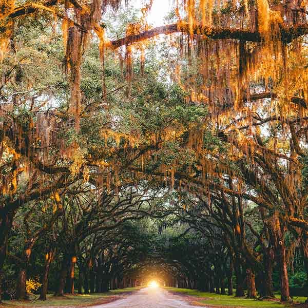 Savannah